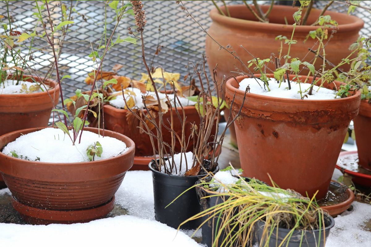 Planten in pot beschermen tegen vorst: tips | Warentuin.nl