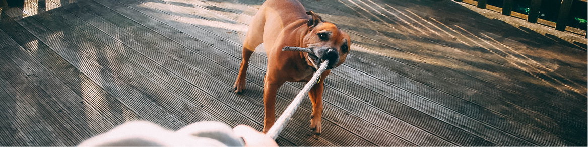Honden - Voskes - Smolke - Kong - Nylabone Honden - Voskes - Smolke - Kong - Nylabone