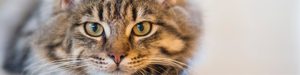 Katten - Kong - Felix - MarsJL - Prins Katten - Kong - Felix - MarsJL - Prins