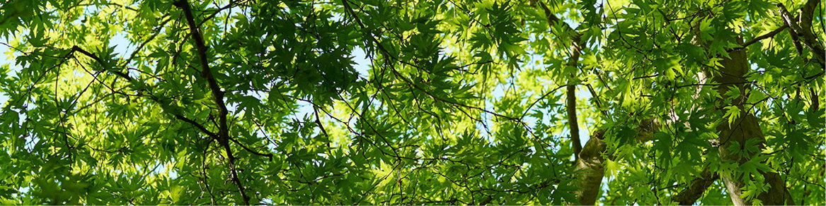 Bomen Bomen