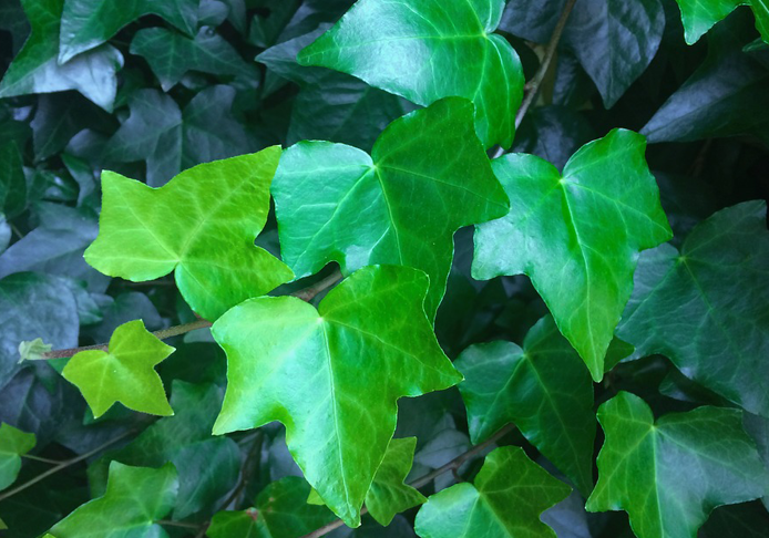 geigenfeige zum baum schneiden Geigenfeige – ruuds main image 1