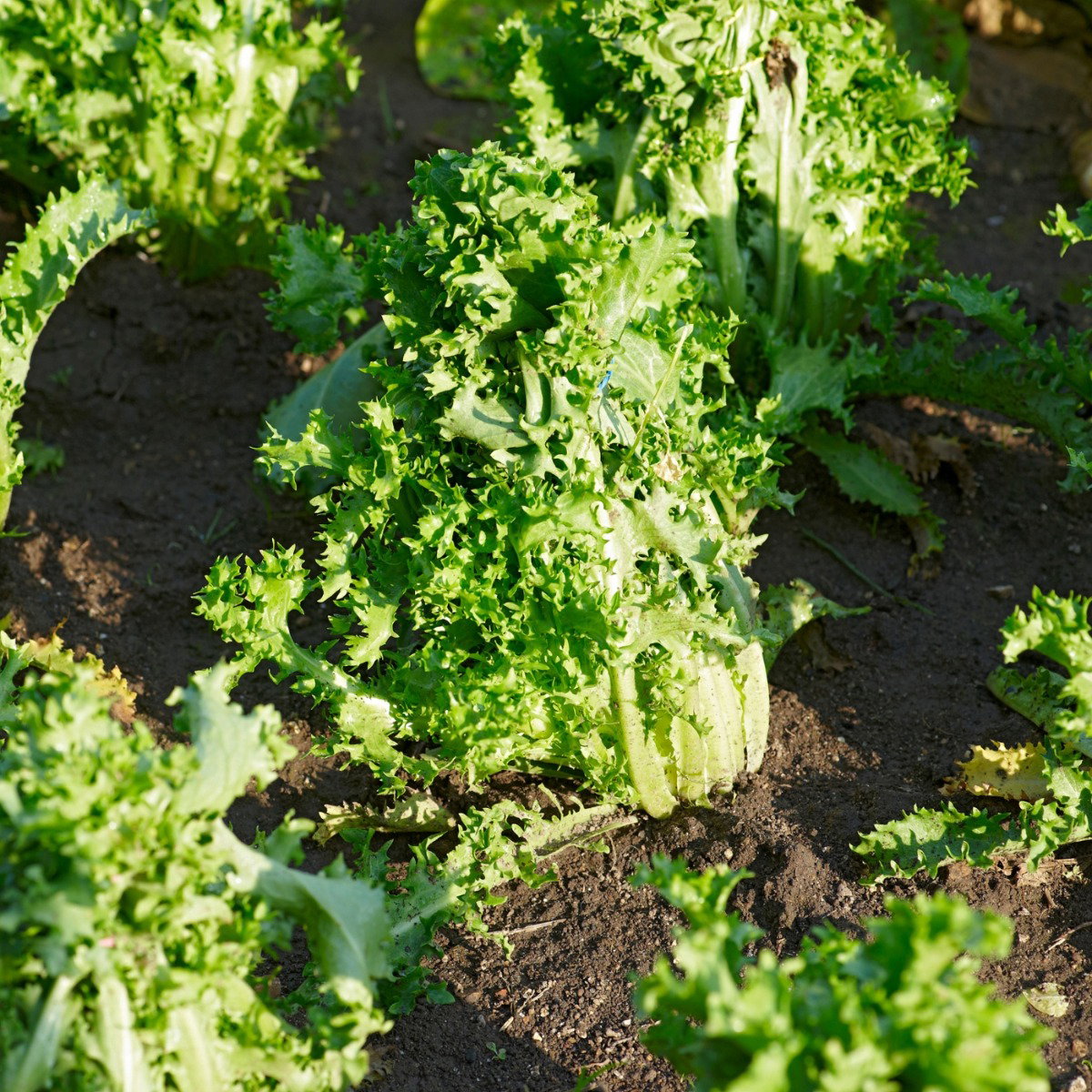 De voedzame en veelzijdige andijvie voor jouw moestuin | Warentuin.nl