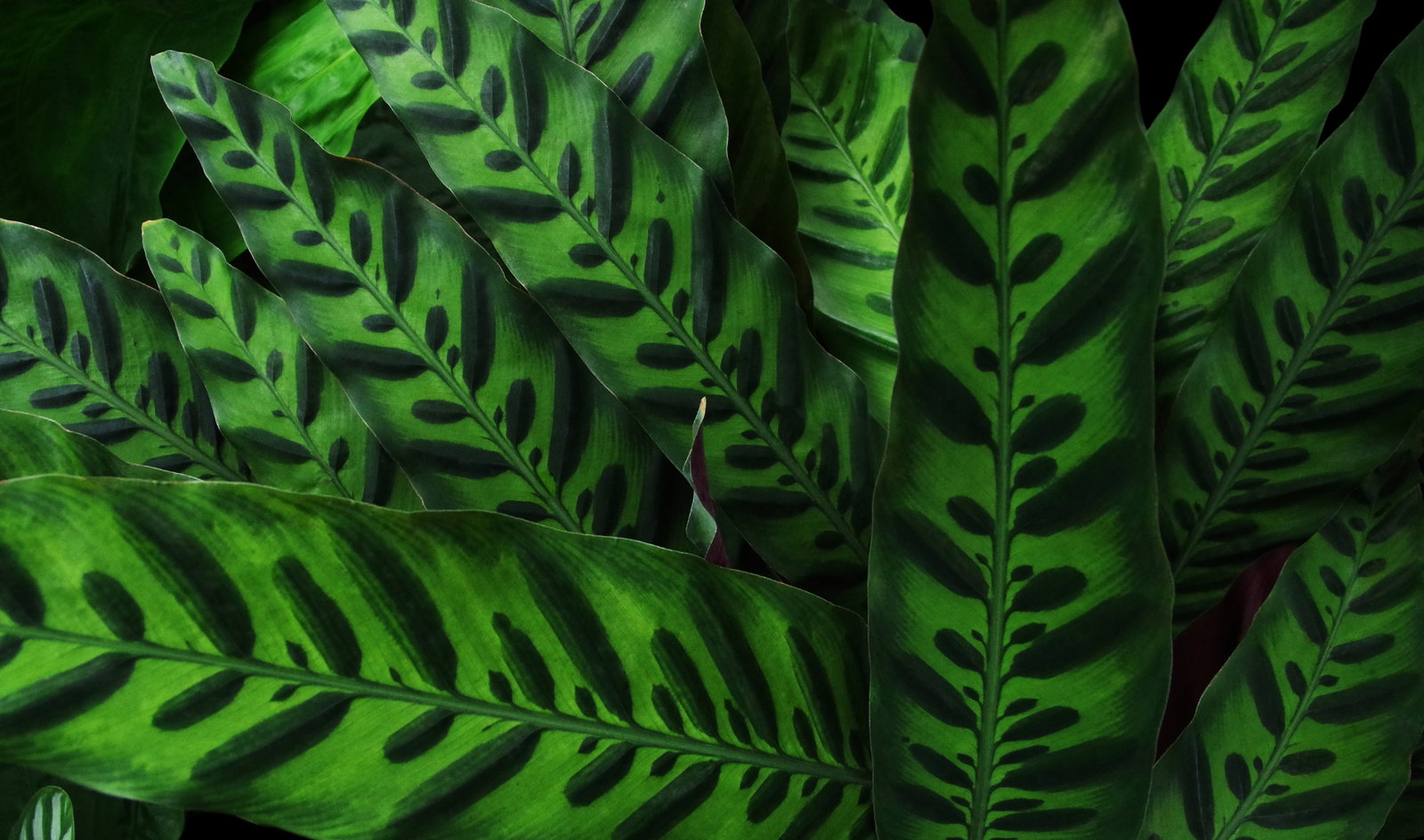Calathea Korbmarante - Stilvolle Zimmerpflanzen bei Warentuin