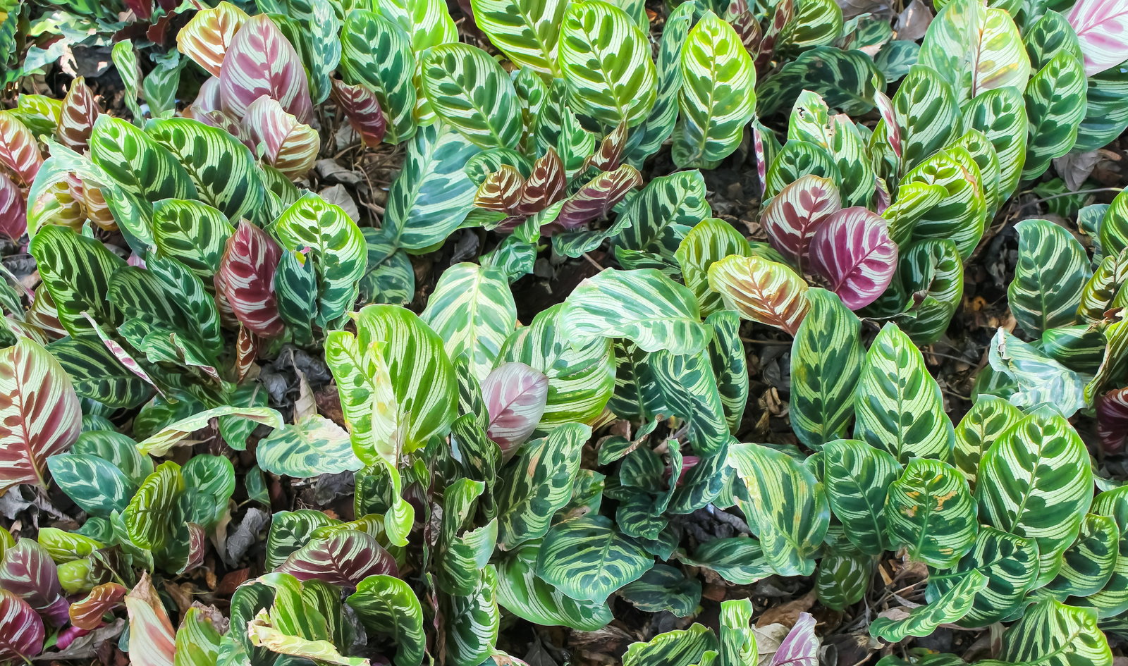 Calathea Korbmarante - Stilvolle Zimmerpflanzen bei Warentuin