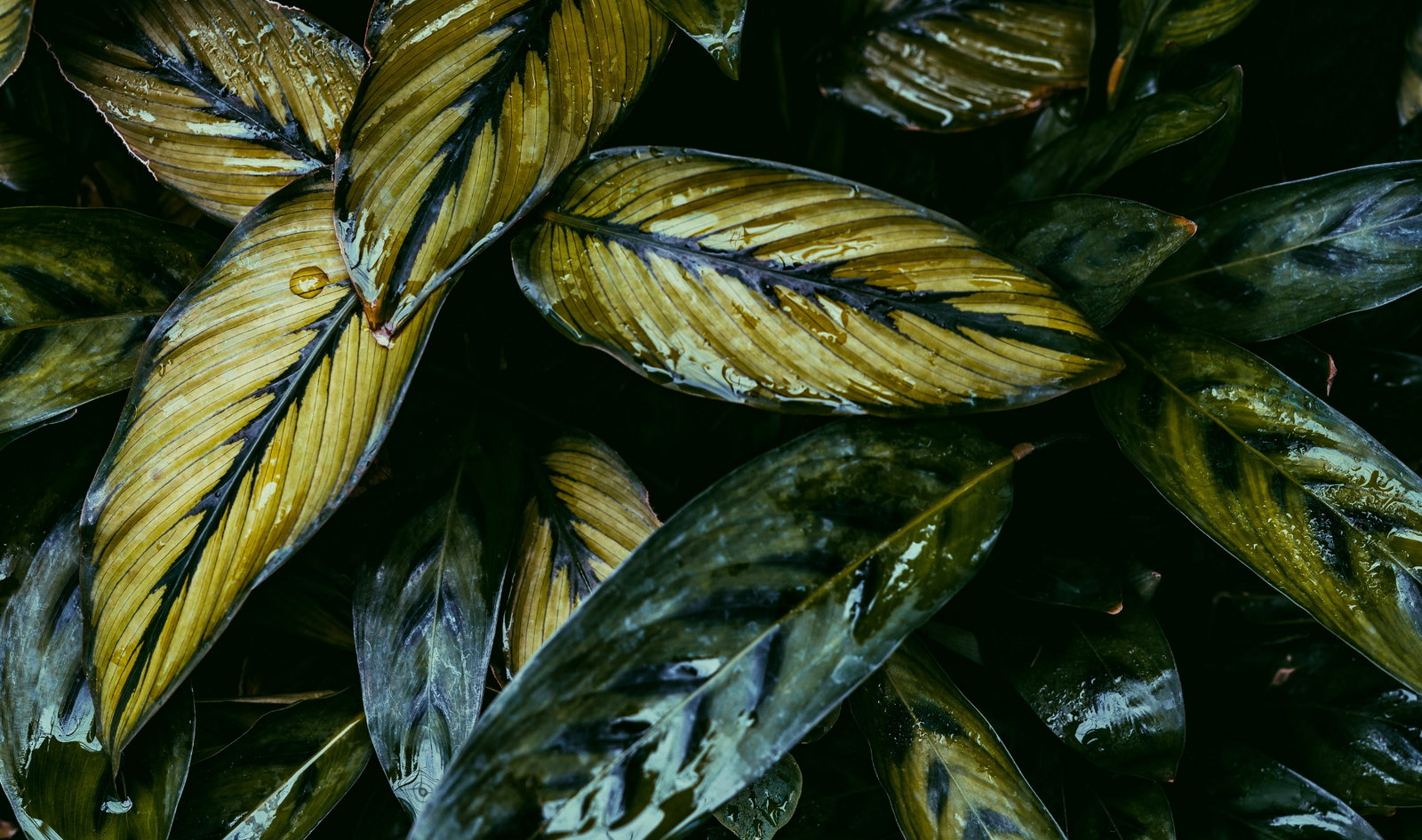 monstera mit wasser besprühen Monstera im Kugelglas - Hydroponik - Monstera main image 1