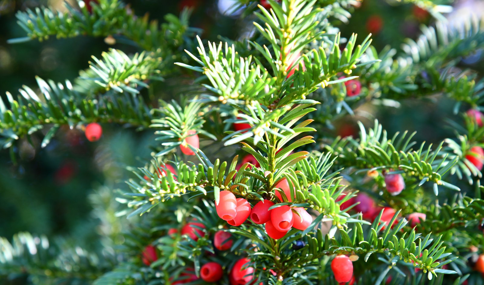 salz fr thuja Thuja occidentalis 'Smaragd' Konifere (Lebensbaum) | 60-80 cm mit  Wurzelballen