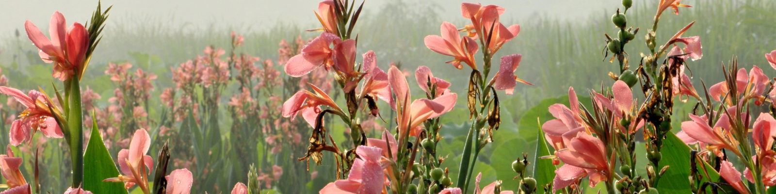 gladiole