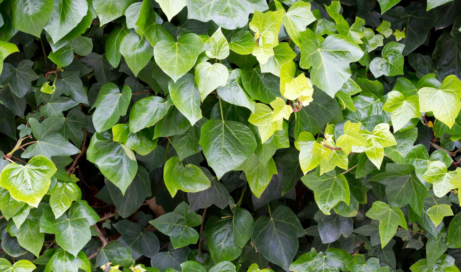 efeutute hellgrün Efeutute Marble Queen main image 0