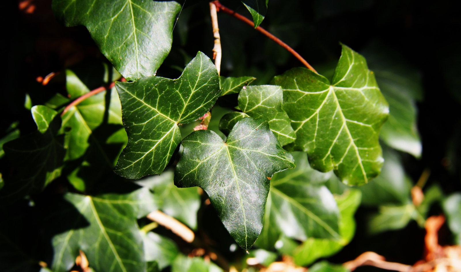 Verschnern Sie Ihren Garten mit dem vielseitigen Efeu | Warentuin.de