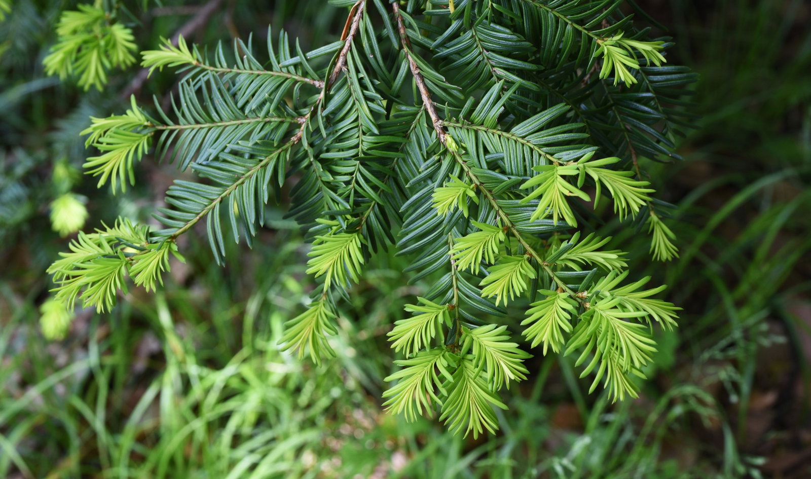 Die vielseitige und elegante Taxus-Rebe fr Ihren Garten | Warentuin.de