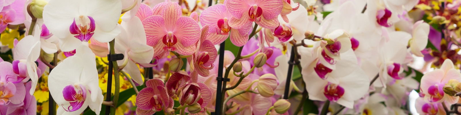 Orchidee