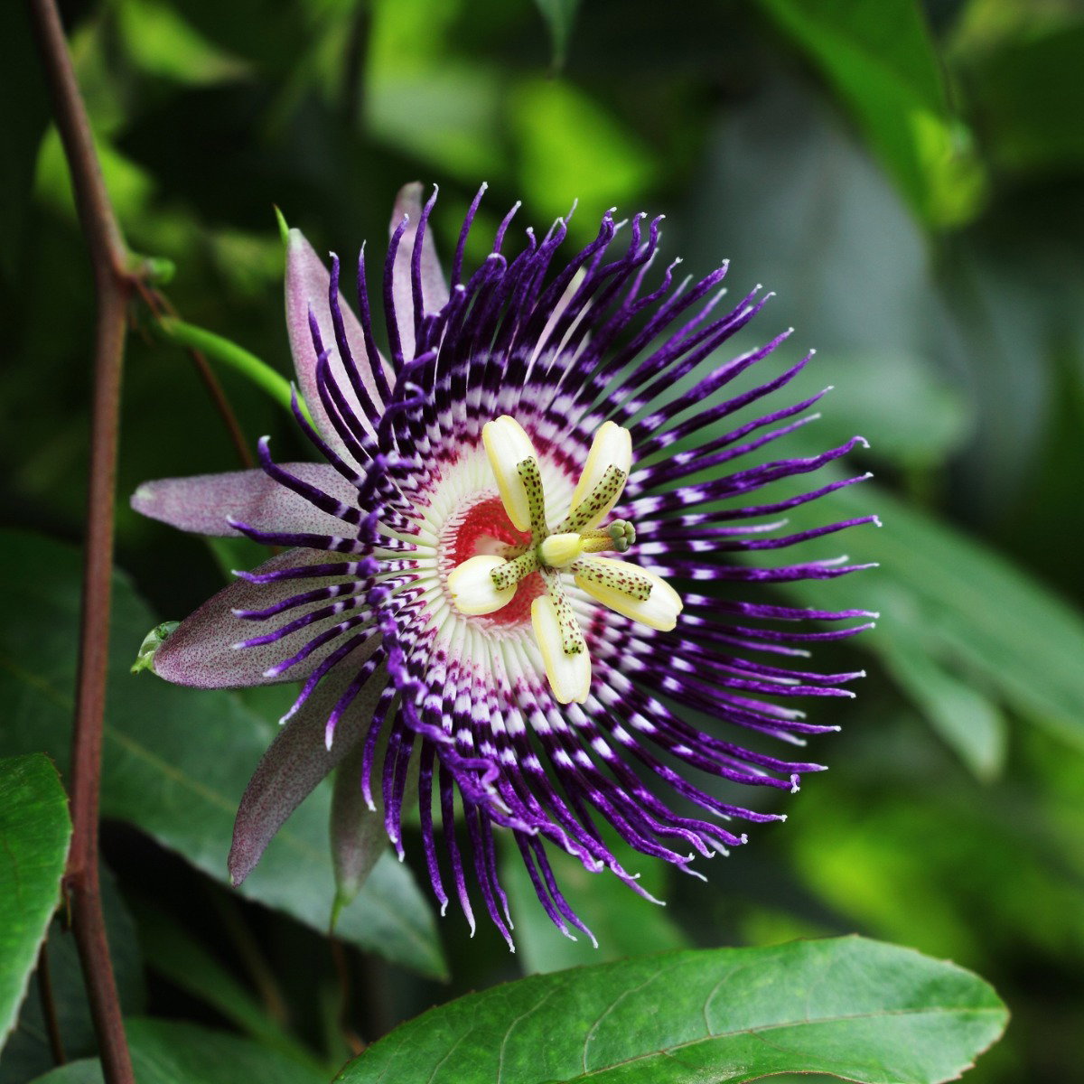 Die vielseitige und exotische Passionsblume | Warentuin.nl