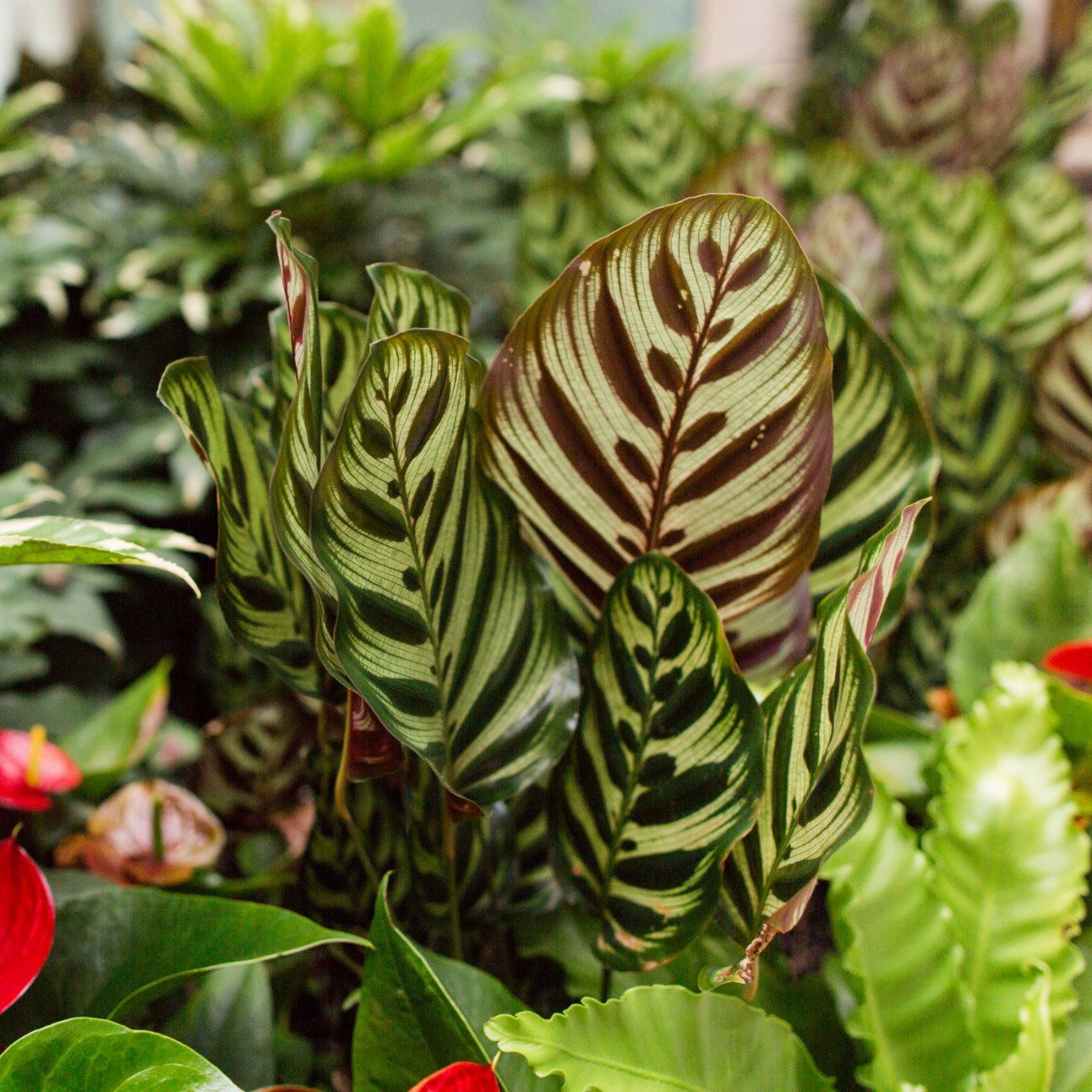 monstera halter Monstera Adansonii Swiss cheese Hanging Basket main image 0