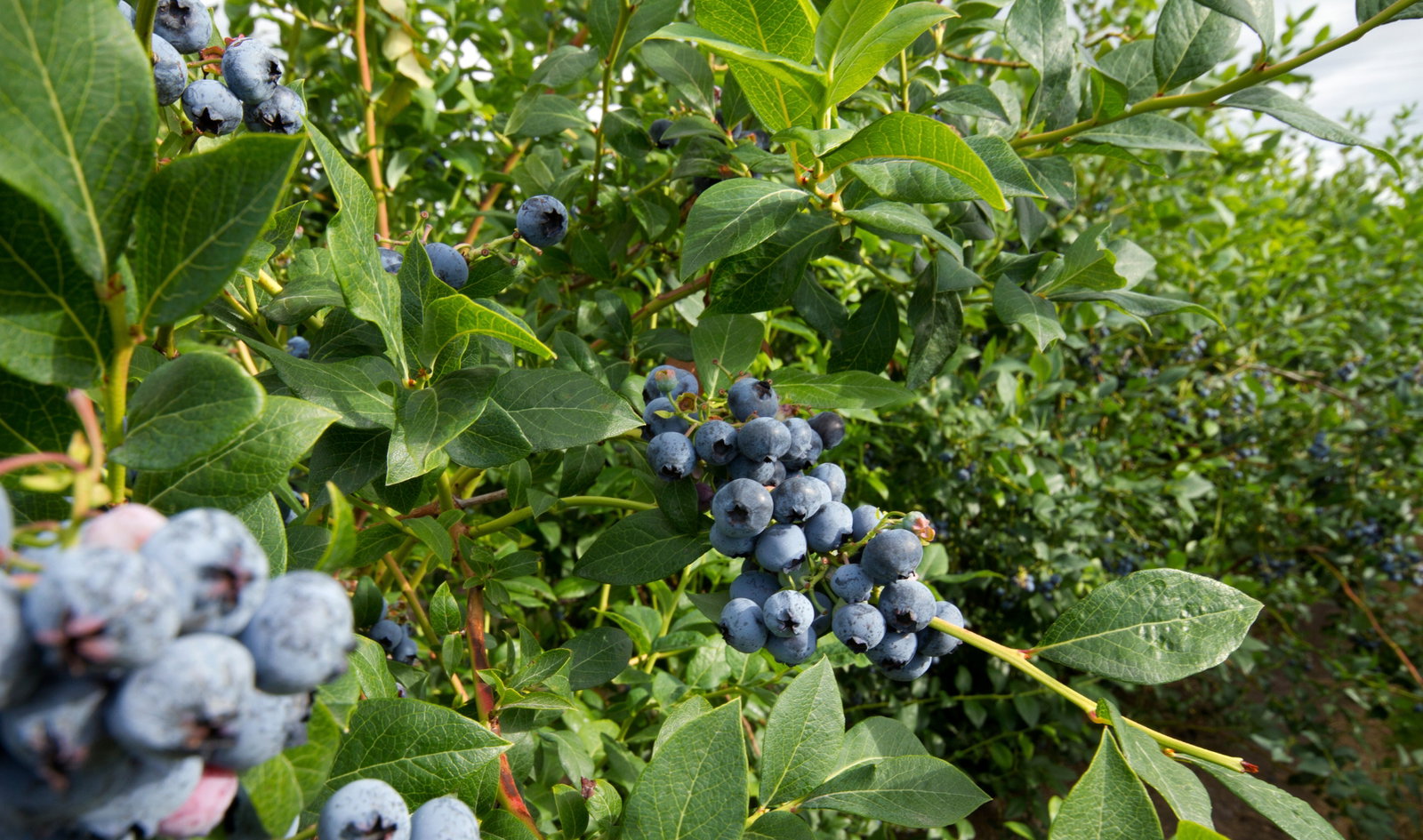 Vaccinium corymbosum Sunshine Blue | compacte blauwe bes | 18 cm - Grote struiken - Fruitbomen en planten